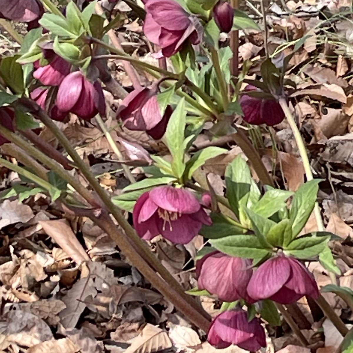 はちみつ tweet media