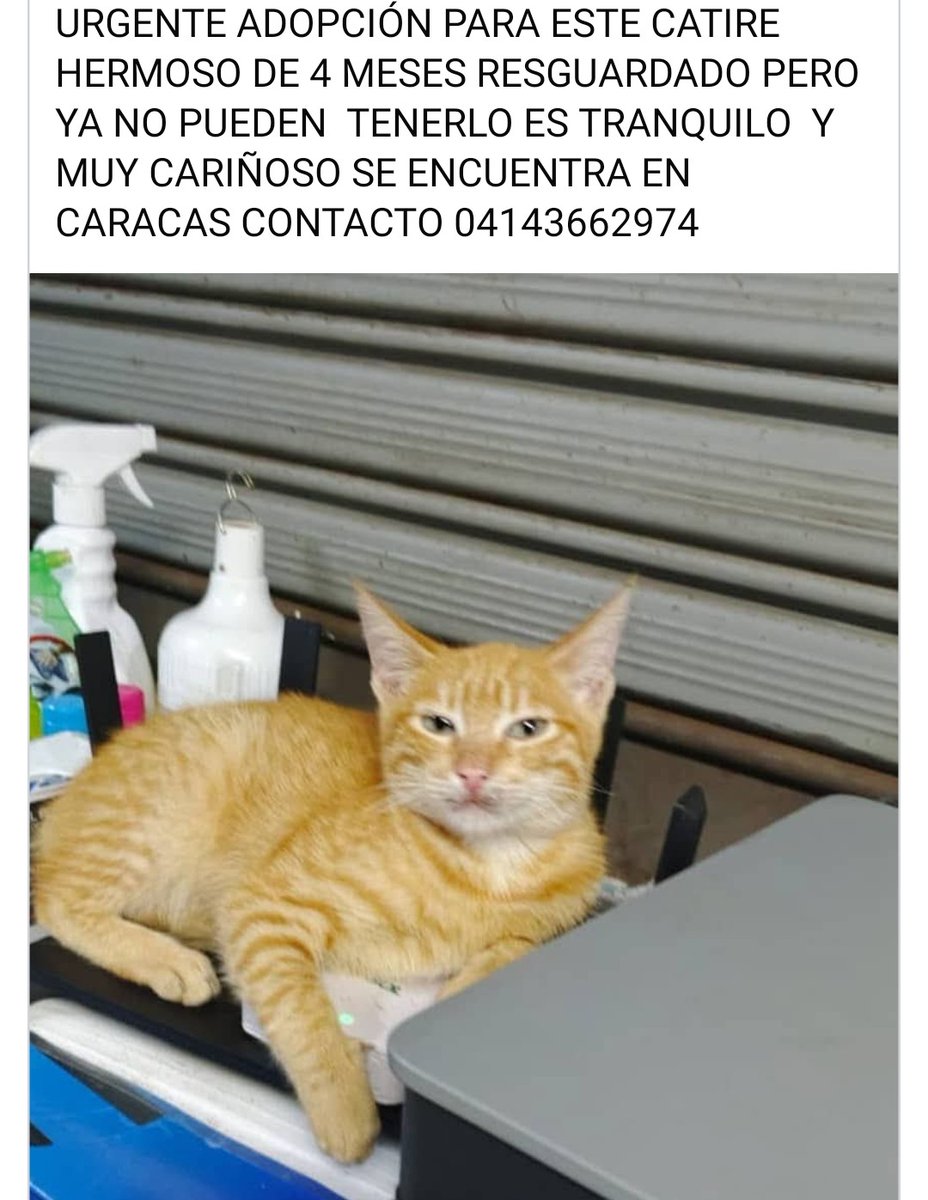 Busca un hogar responsable URGENTE