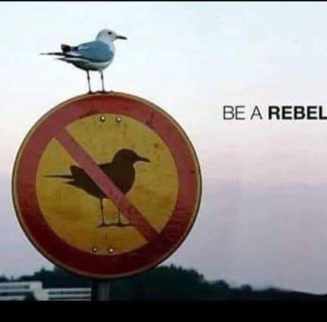 Selective Nomad tweet media