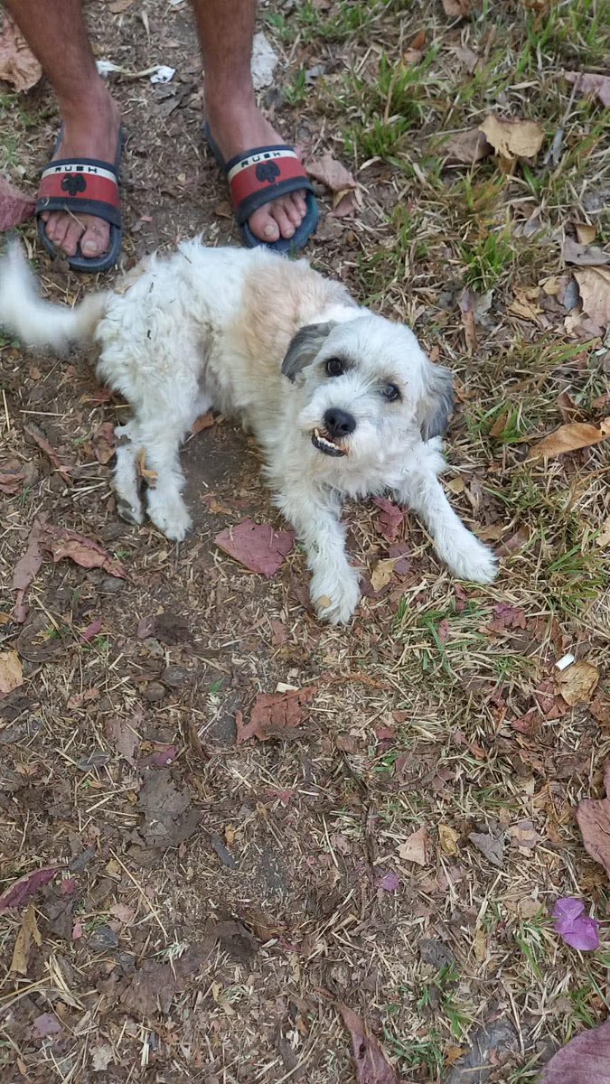 SERVICIO SOCIAL✅️
SE BUSCA A SU FAMILIA 📣

Perrita encontrada en el área de nejapa !! Es blanquita pequeña con manchas cafés y orejas negras cualquier duda al 77506490