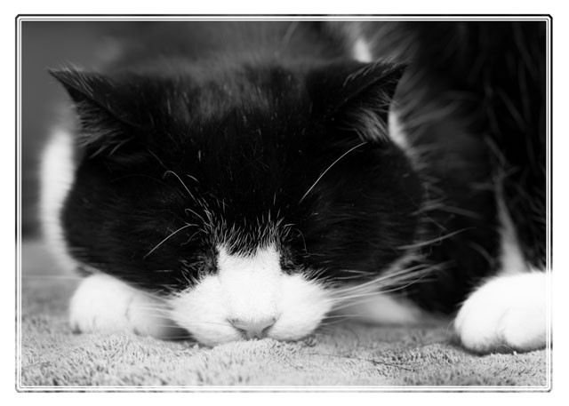 photos_dsmith's tweet image. A relaxed cat sleeping in a warm place shows how #peaceful and #tranquil that place is. He was curled up for many hours before moving. #cats #Catpictures #animals #petphotography. Book your #pet for a #photoshoot with this #Cheshire #photographer at darrensmith.org.uk