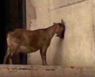 🥷CfxCap🏛️ tweet media