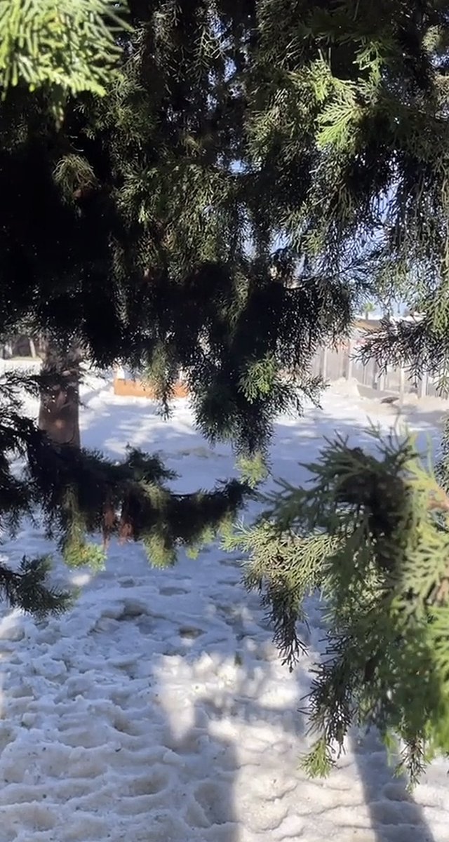 الآنسة شذى tweet media