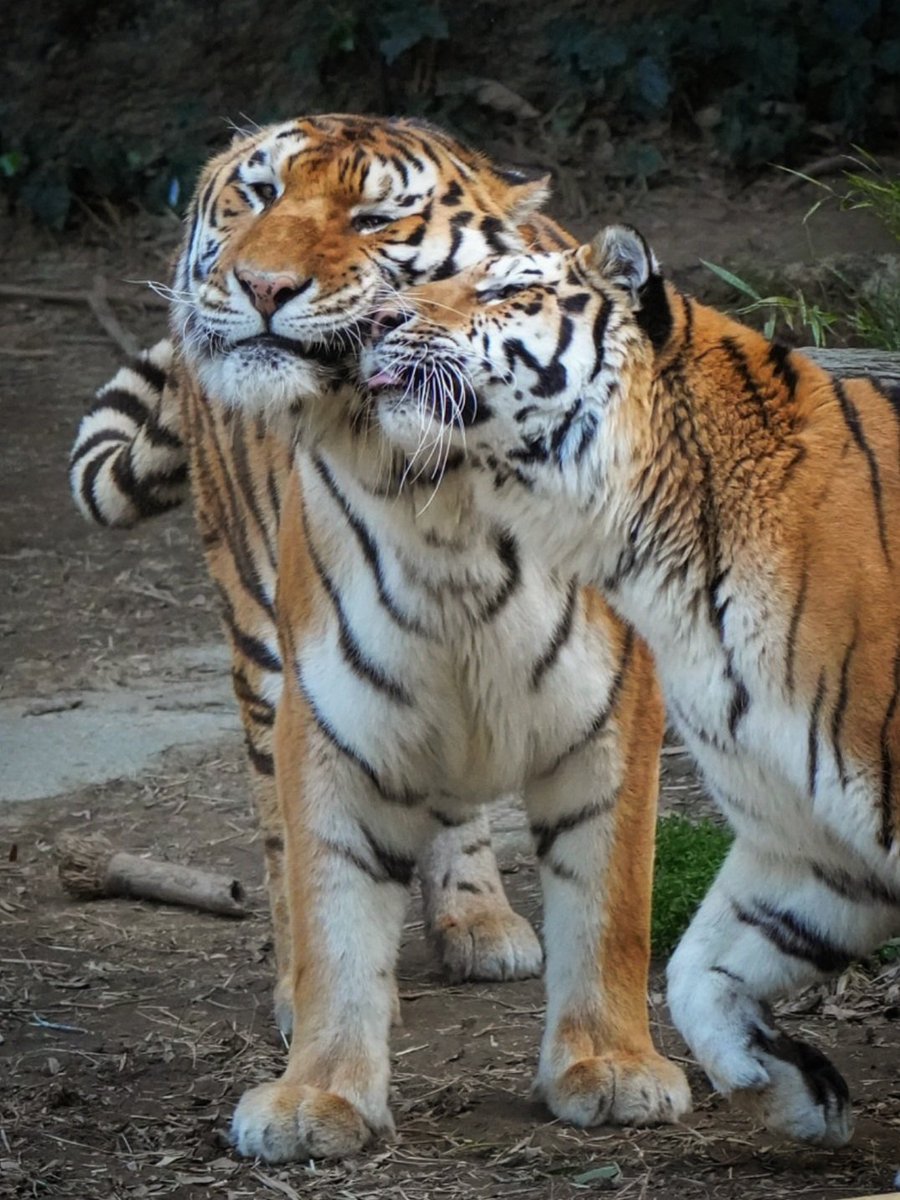 run.swim.shingo tweet media