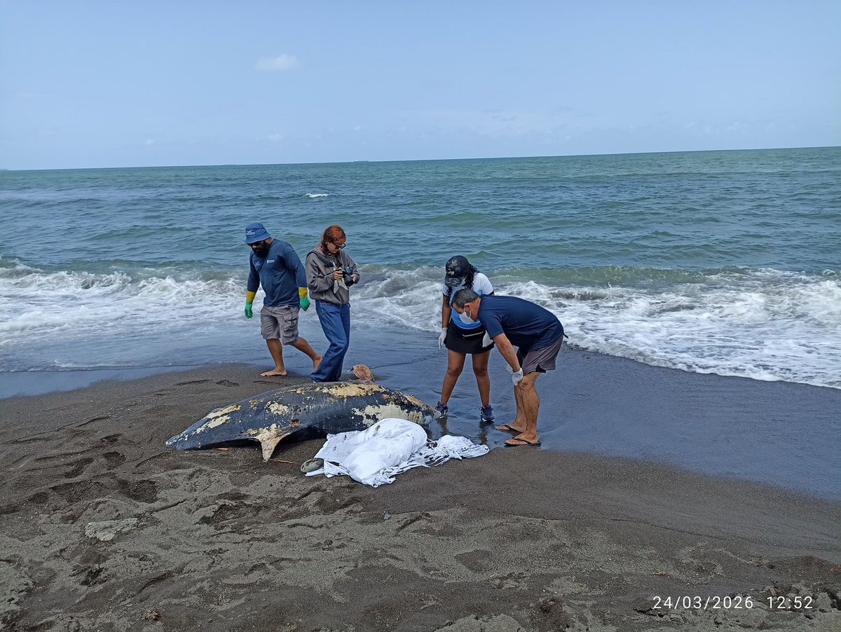 SEMARNAT México tweet media