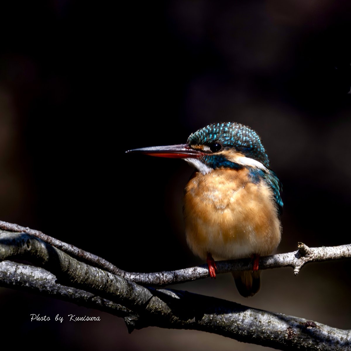 くにすら tweet media