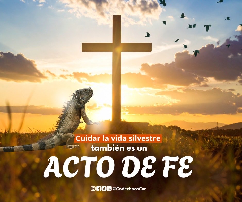 CODECHOCÓ tweet media