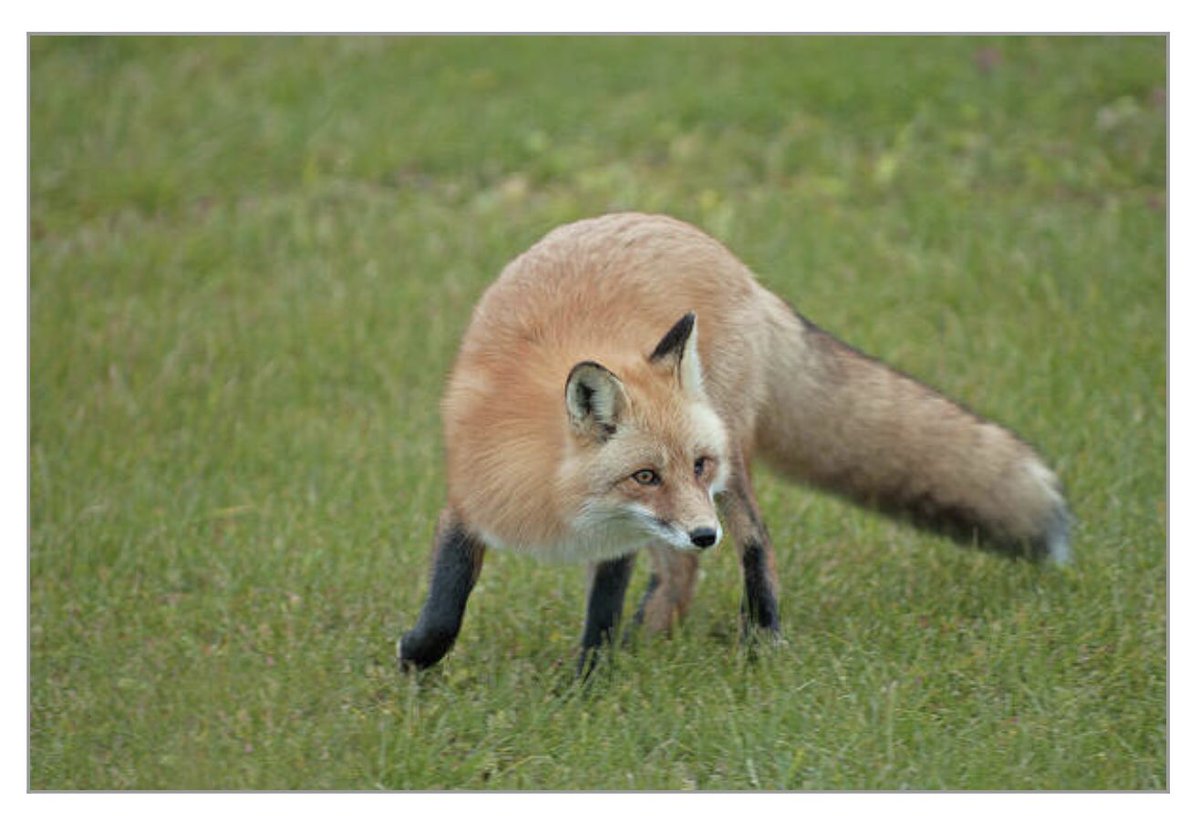 shonna99784's tweet image. Intensely Curious Red Fox in a Grassy Field - Art Print shonnahawkinsphotography.com/featured/inten…

Prints in different sizes, see through the link. Products available as well!

#Intensely #Curious #RedFox #GrassyField #VulpesVulpes #BuyIntoArt #BuyArtOnline #FineArt #HomeDecor #ShonnaHawkins