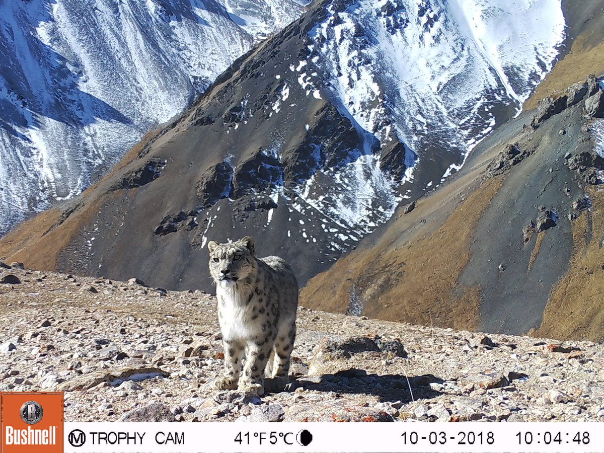 trailcam tweet media