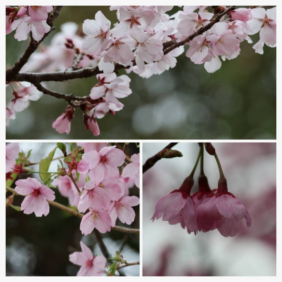 みかん🍊 tweet media