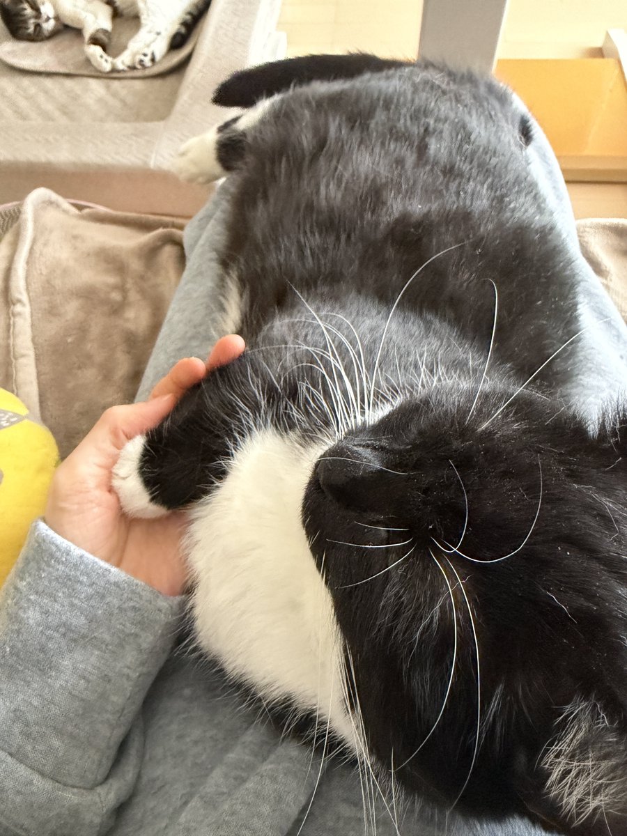 I'm Uni :3 tweet media