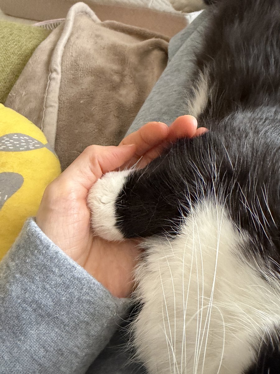 I'm Uni :3 tweet media