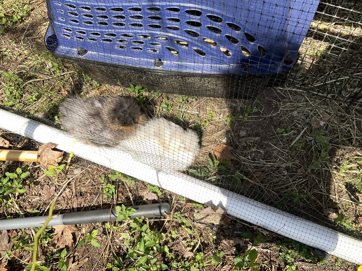 DieWeißeDaisy tweet media