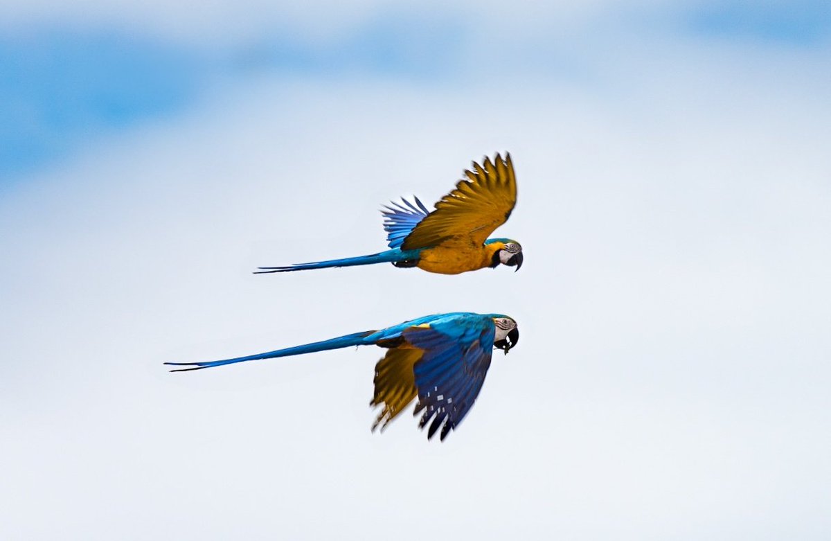 Manuel Tineo tweet media