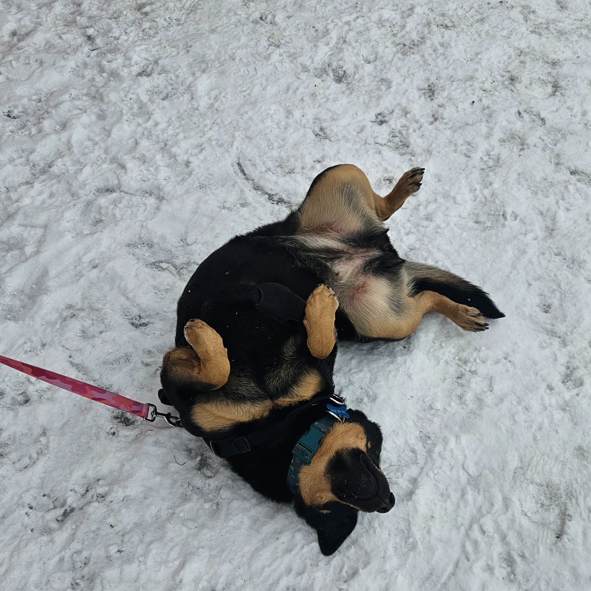 Edmonton Humane Society tweet media