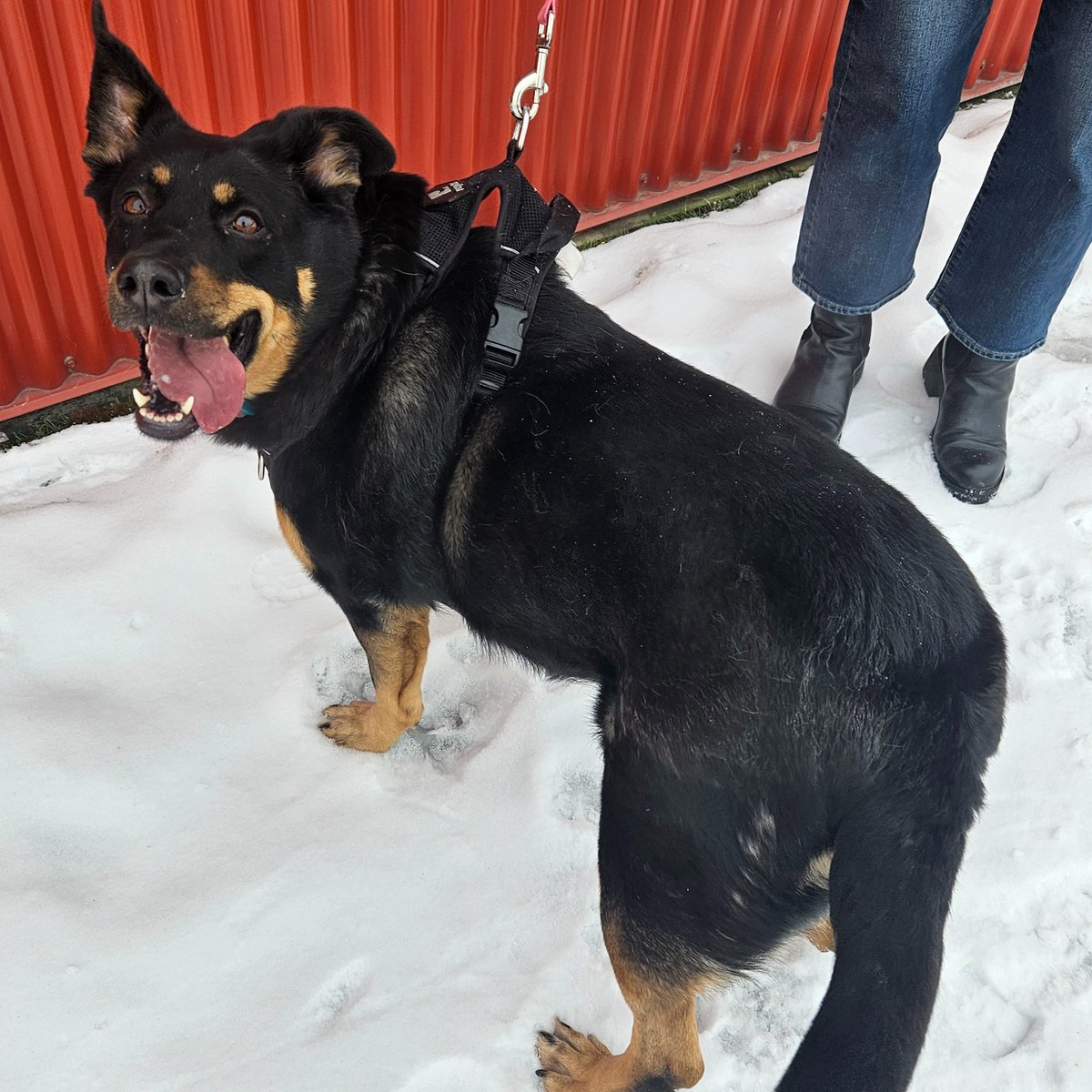 Edmonton Humane Society tweet media