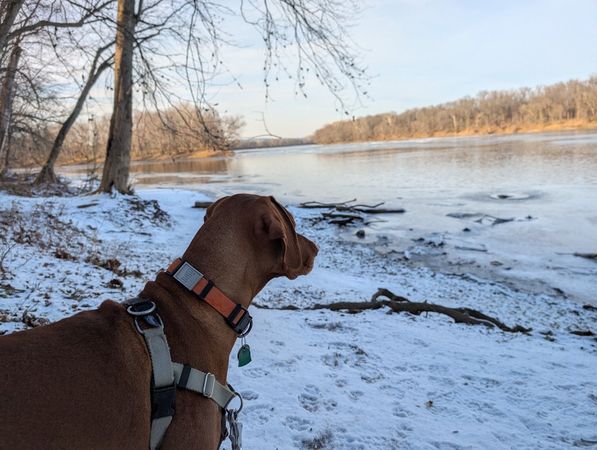 Intrepid Pup tweet media