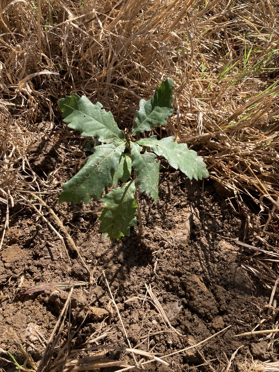 Planted out mango and hybrid acorn oak seedlings yesterday. Might seem strange but the centre of diversity of oaks is Mexico, so it should be possible to develop them into another staple tree crop in Australia.