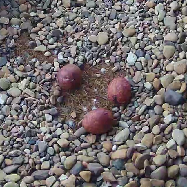 Wakefield Peregrines (@wfldperegrines) on Twitter photo 