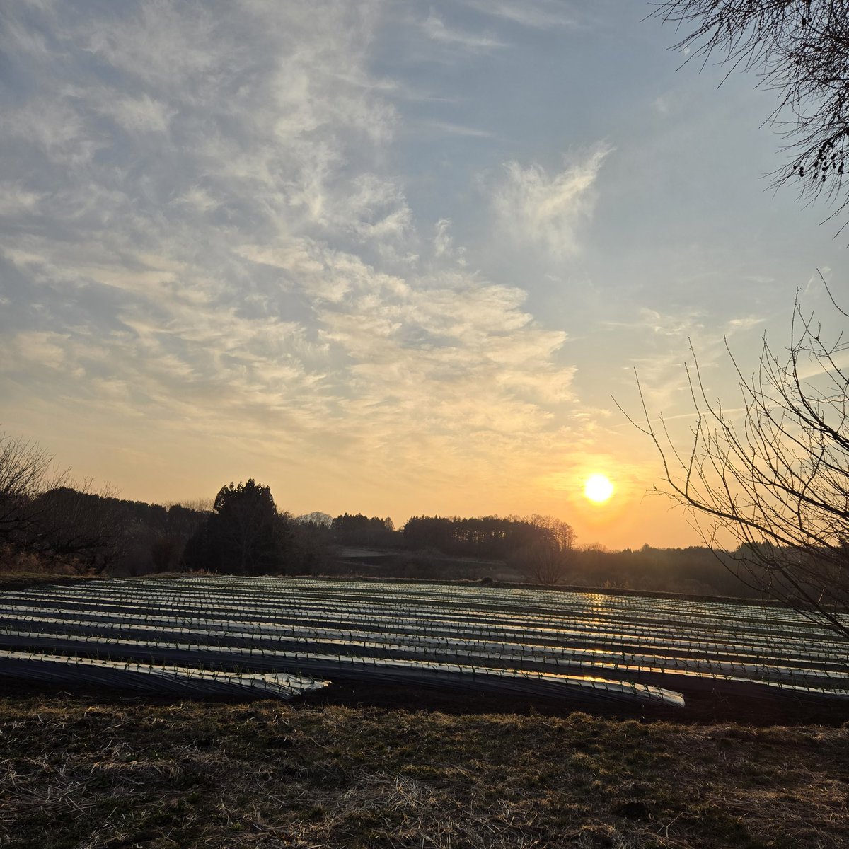 ヴァンラーレ八戸農業部🧄 tweet media