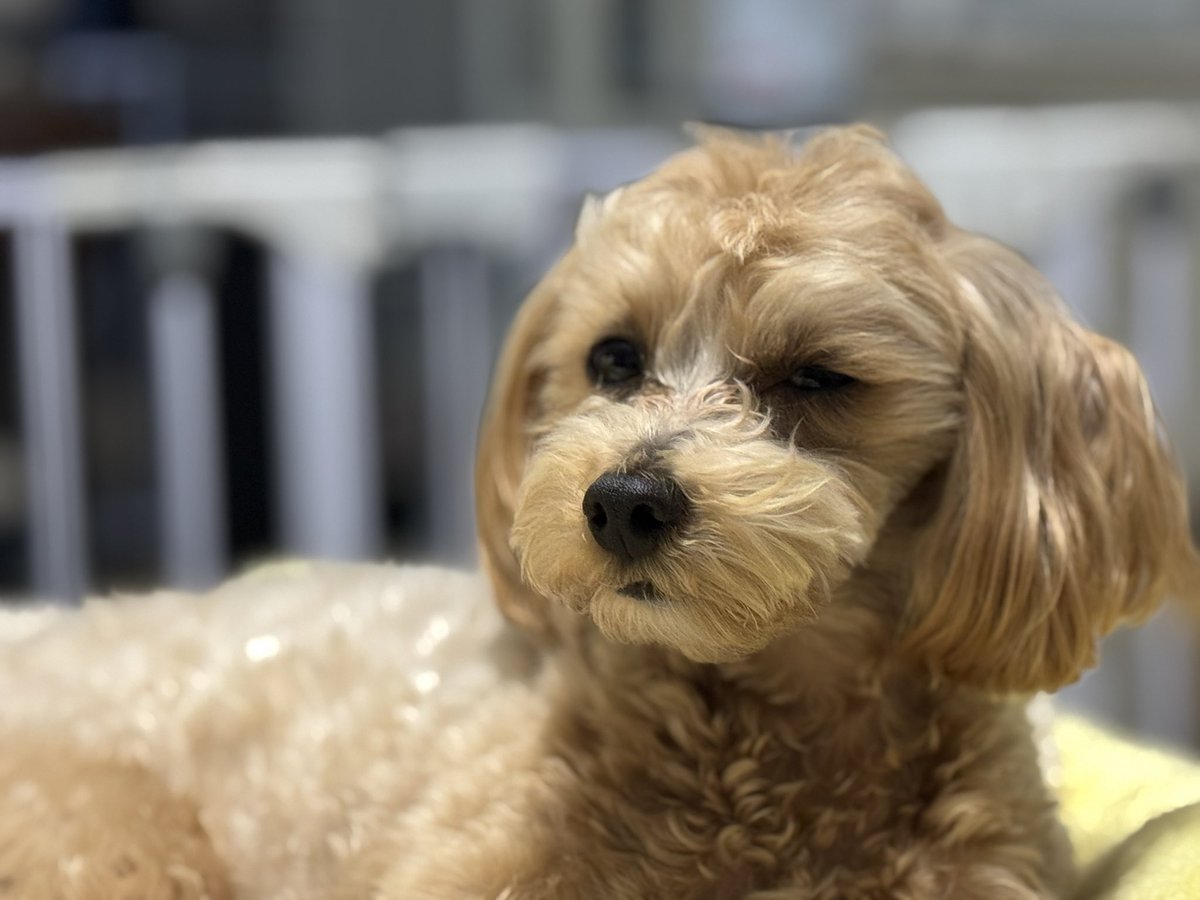 しょぼすけ / ShoboSuke tweet media