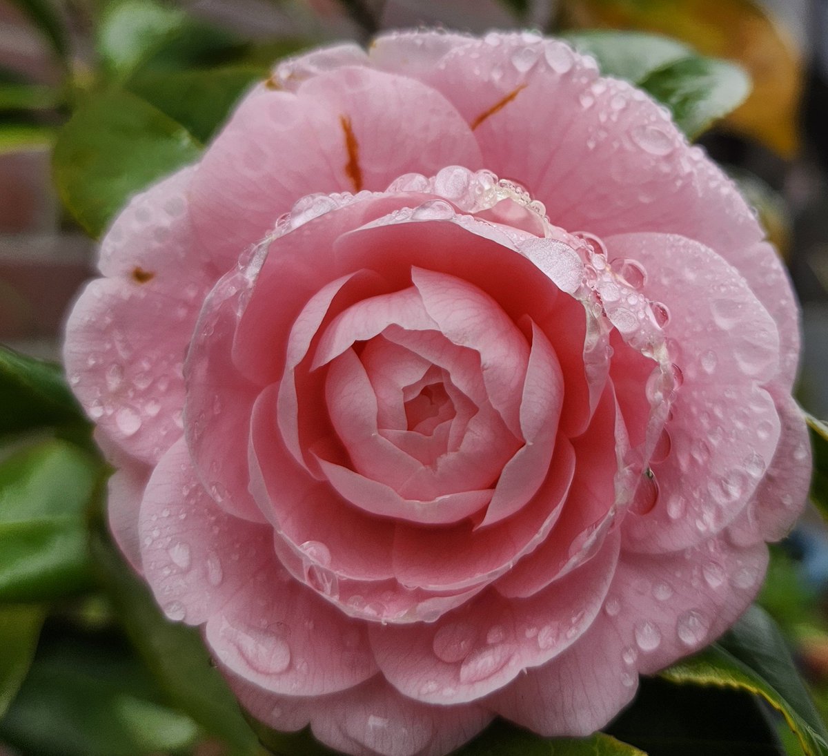 まつり 2 返信遅くなります🌱 ͛.*🌷💫💙⭐︎✰︎𓂃 𓈒 tweet media