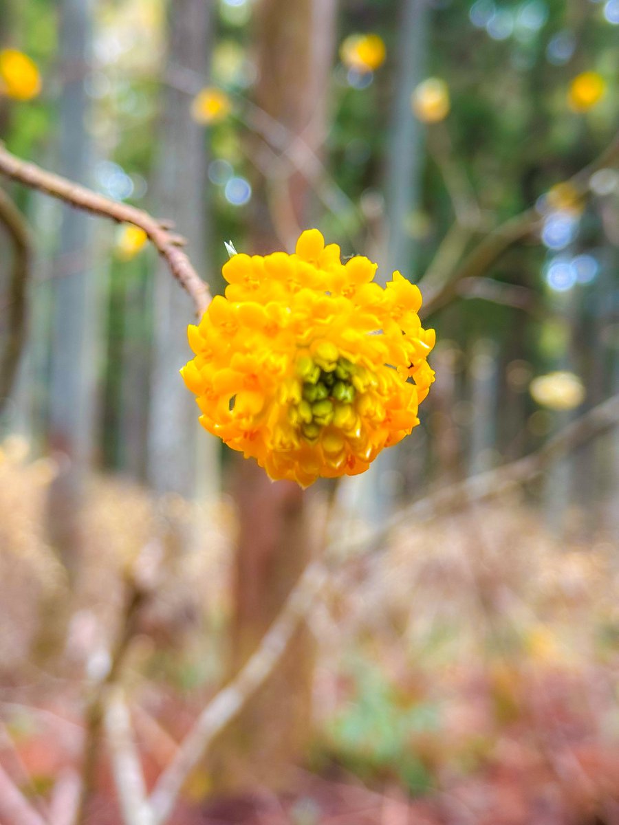 どりるまん△ tweet media