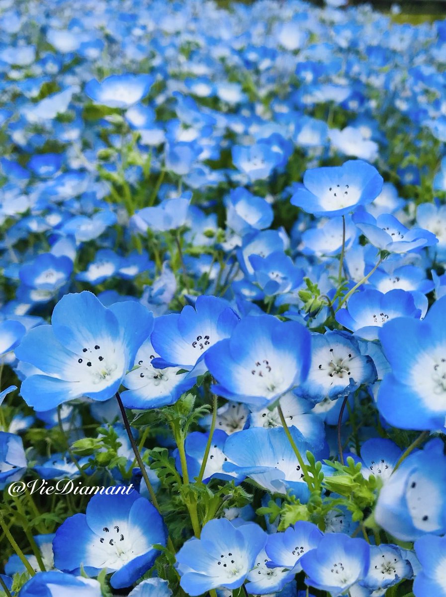 ♦︎♢°̥ Diamant (ディア)♢♦︎°̥࿐♦︎ tweet media