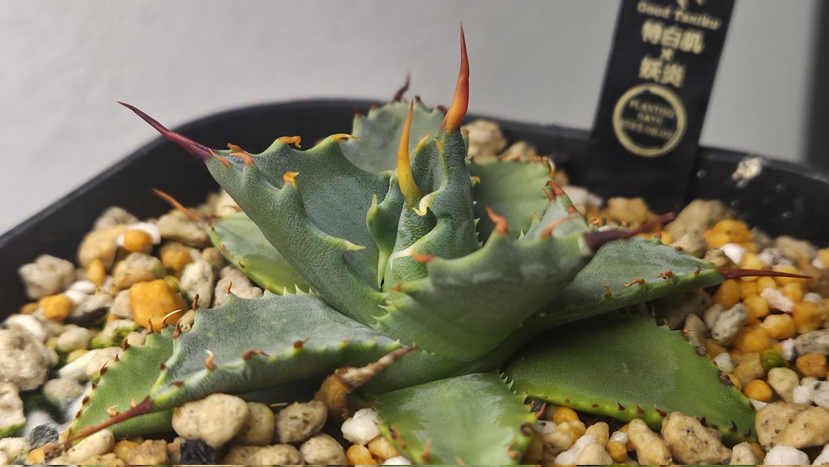 慎一さん🫨 tweet media