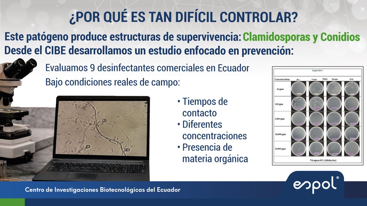 cibe_espol's tweet photo. ¡ Frente a la incursión del #Fusarium oxysporum f. sp. cubense Raza 4 Tropical (Foc R4T), @espol1 RESPONDE !

Nuestro estudio evaluó la eficacia in vitro de desinfectantes comerciales disponibles en Ecuador, analizando su capacidad para inhibir estructuras clave del patógeno como conidios y #clamidosporas, incluso bajo condiciones que simulan el campo (presencia de materia orgánica y distintos tiempos de contacto).

💡 Este trabajo aporta evidencia científica para fortalecer la bioseguridad agrícola, pieza clave en la contención de #FocR4T y la protección de uno de los cultivos más estratégicos del mundo.

🔗https://t.co/B4FWgui0QL