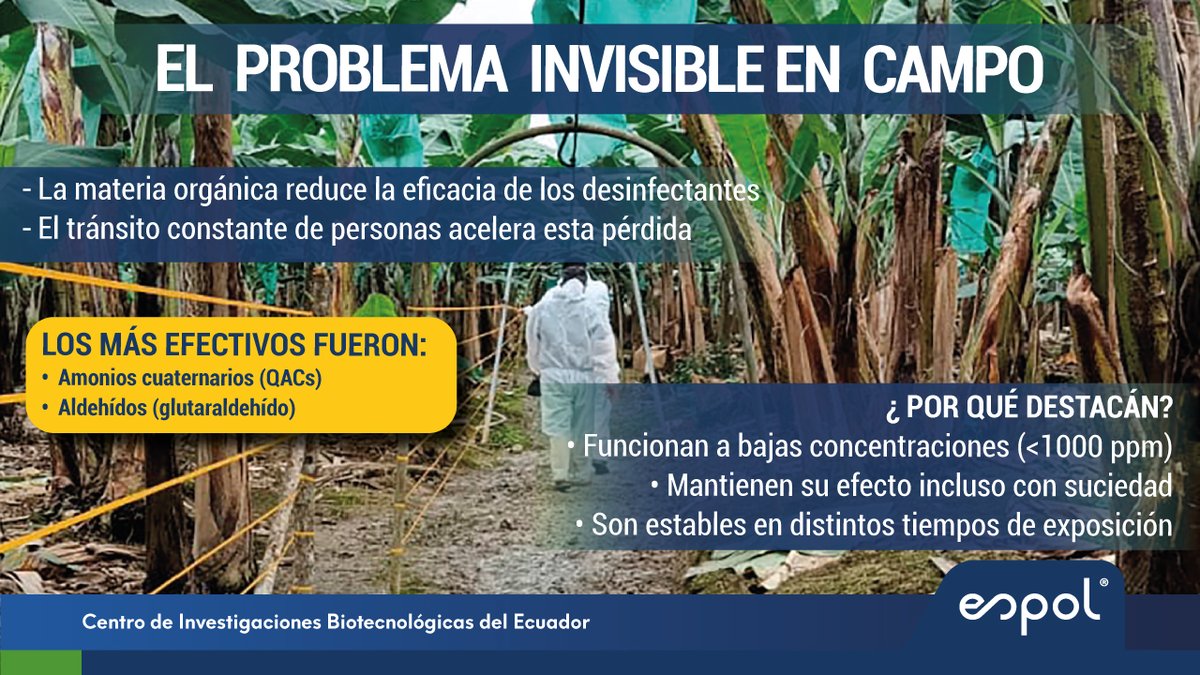 cibe_espol's tweet photo. ¡ Frente a la incursión del #Fusarium oxysporum f. sp. cubense Raza 4 Tropical (Foc R4T), @espol1 RESPONDE !

Nuestro estudio evaluó la eficacia in vitro de desinfectantes comerciales disponibles en Ecuador, analizando su capacidad para inhibir estructuras clave del patógeno como conidios y #clamidosporas, incluso bajo condiciones que simulan el campo (presencia de materia orgánica y distintos tiempos de contacto).

💡 Este trabajo aporta evidencia científica para fortalecer la bioseguridad agrícola, pieza clave en la contención de #FocR4T y la protección de uno de los cultivos más estratégicos del mundo.

🔗https://t.co/B4FWgui0QL