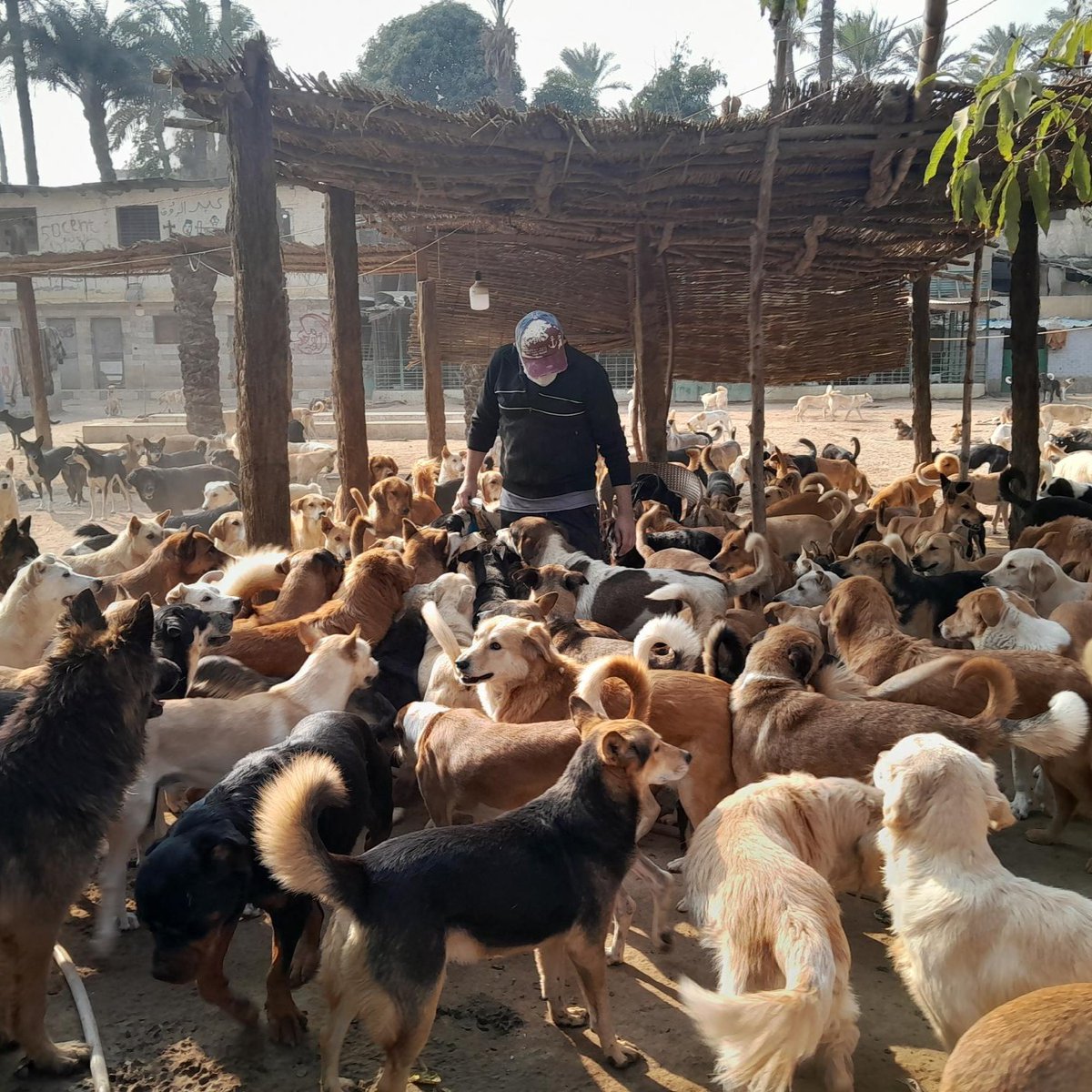 SPCA International tweet media