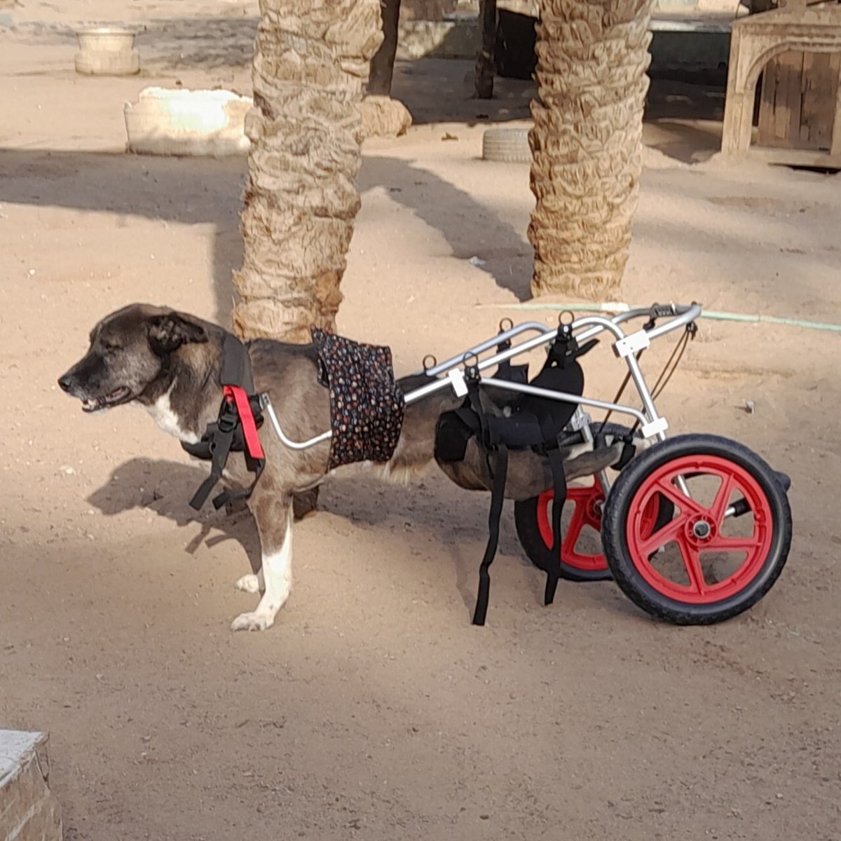 SPCA International tweet media