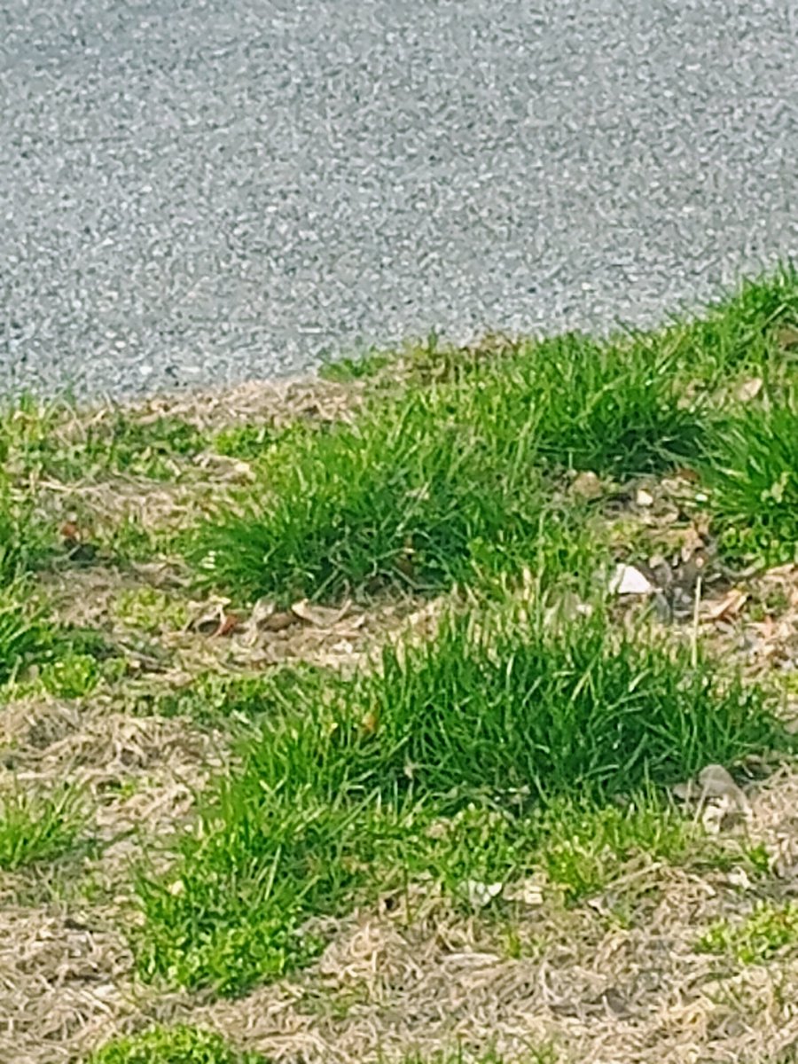 Grassophilia tweet media