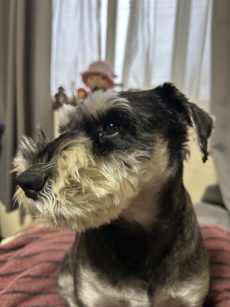 こまっち tweet media