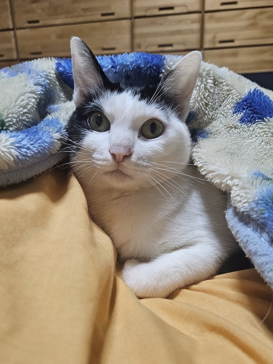 むつみや tweet media