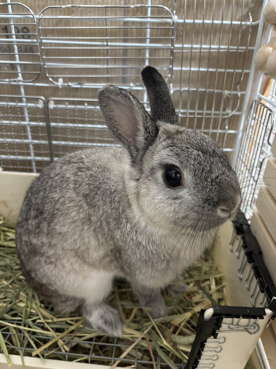 柴叉クロ tweet media