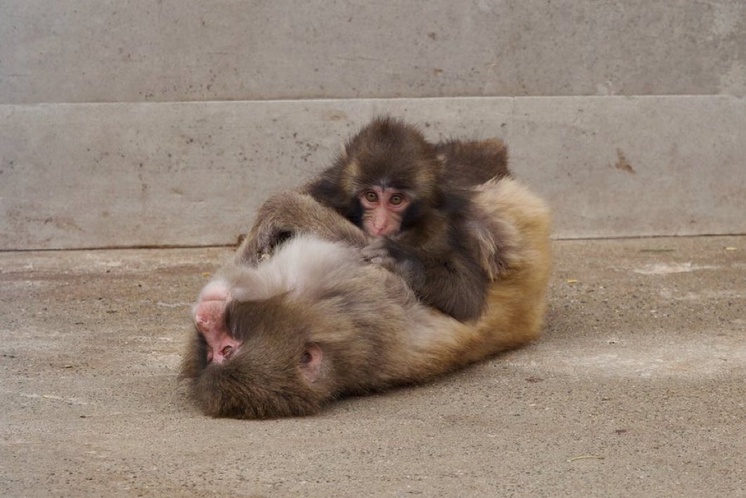 personalstuffs's tweet photo. เอ้า น้องพั๊นจิคุง วันนี้น้องได้ดูดนมแม่แล้วค่ะ 🐵🍼💕🥰🐒 https://t.co/HYhgghGLz1