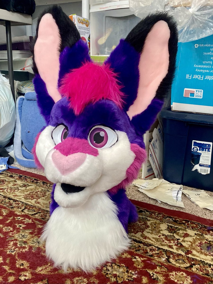 Kilcodo! 🐾💛 tweet media