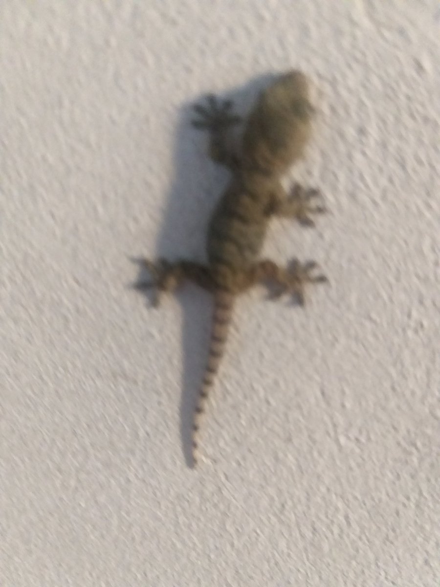 Julio Benjamin Urig tweet media