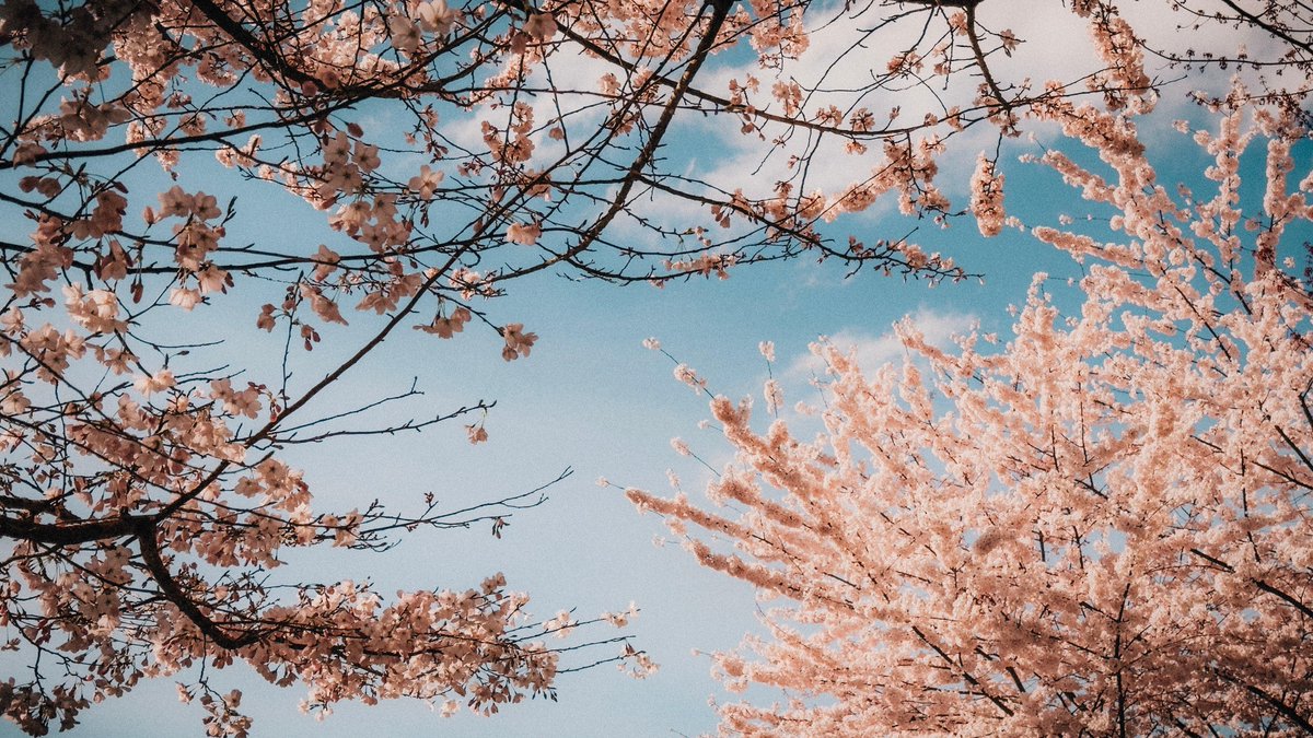 University of Washington tweet media