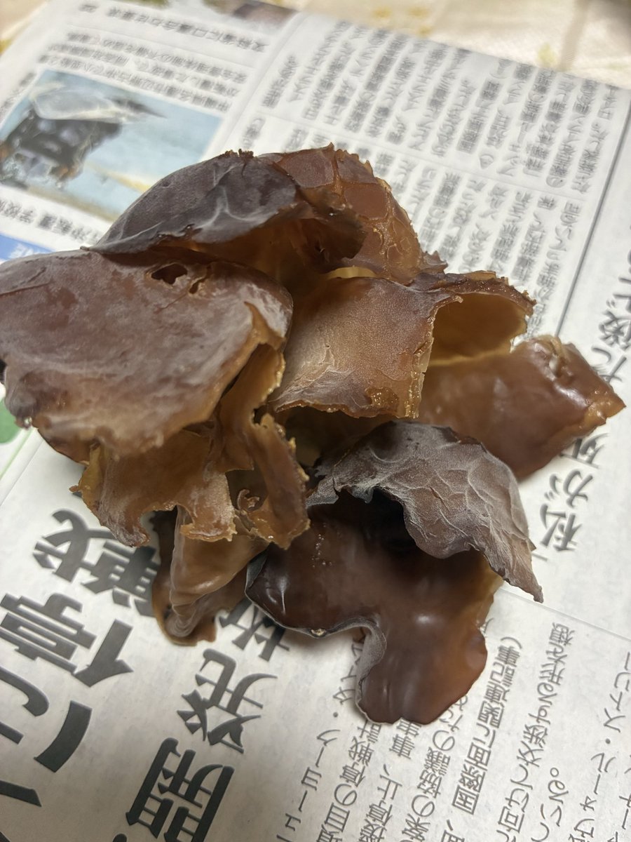 itimonnashi's tweet photo. キクラゲかな https://t.co/cCdjWQ94H1