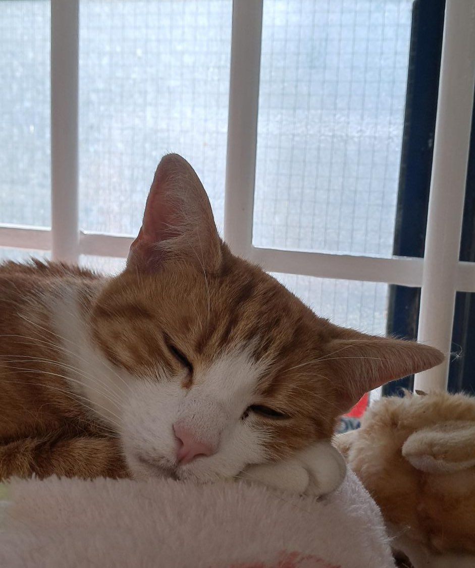 George The Stourbridge Junction Station Cat tweet media