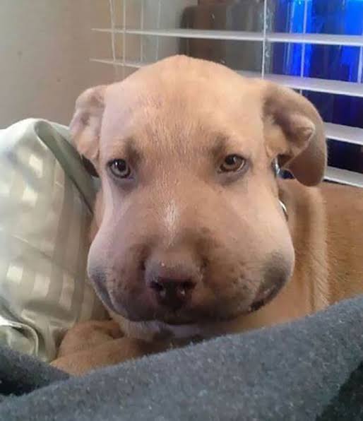 pintode3abas tweet media