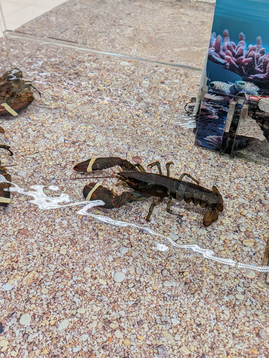 Dan Rodman 🫧 tweet media