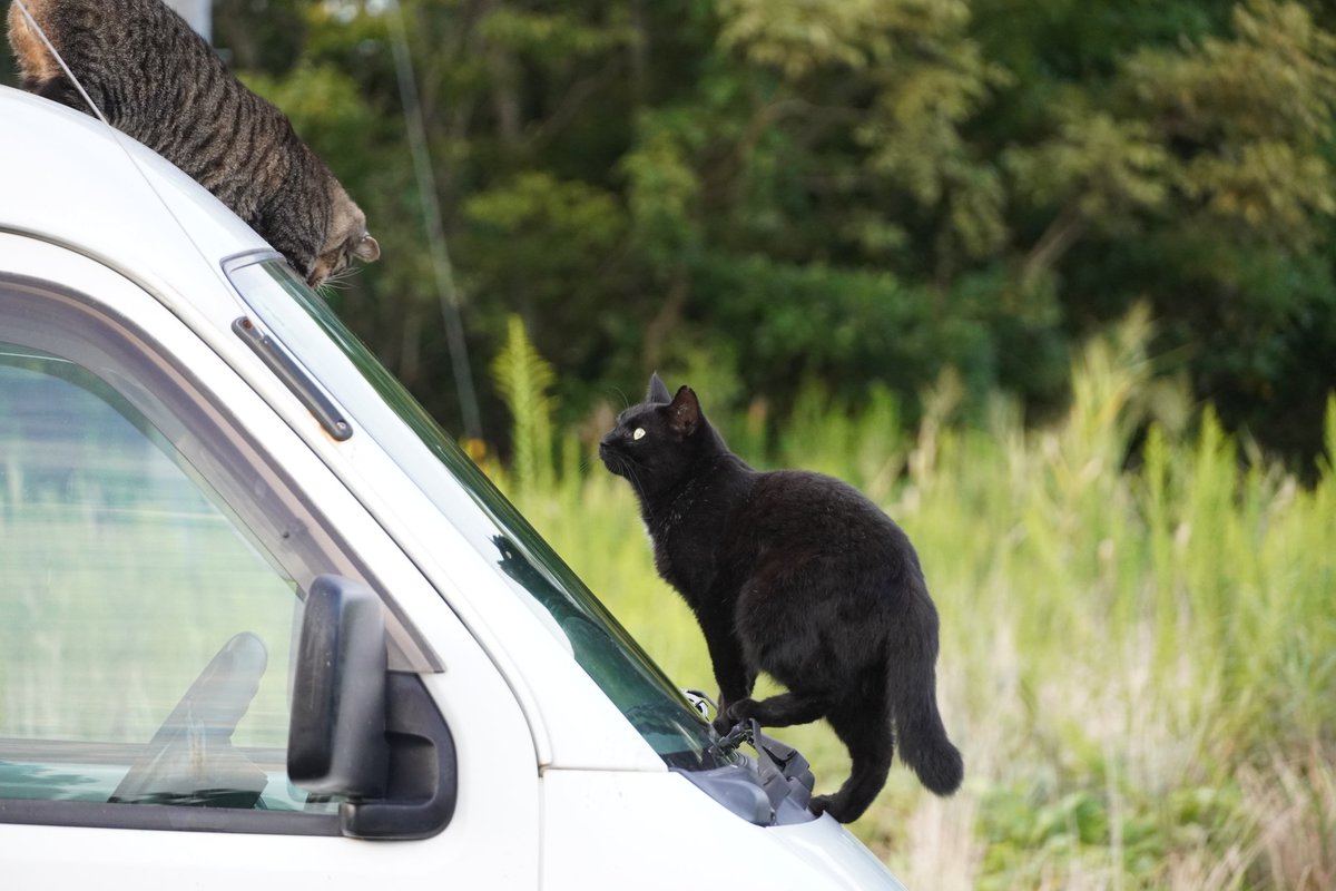田代島猫散歩2 tweet media