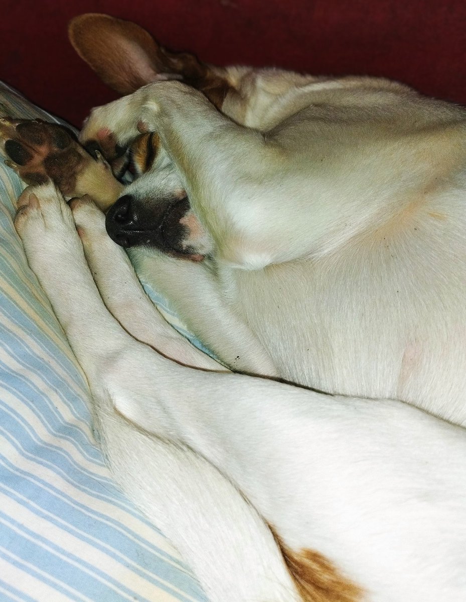 Chiara Nata Stanca tweet media