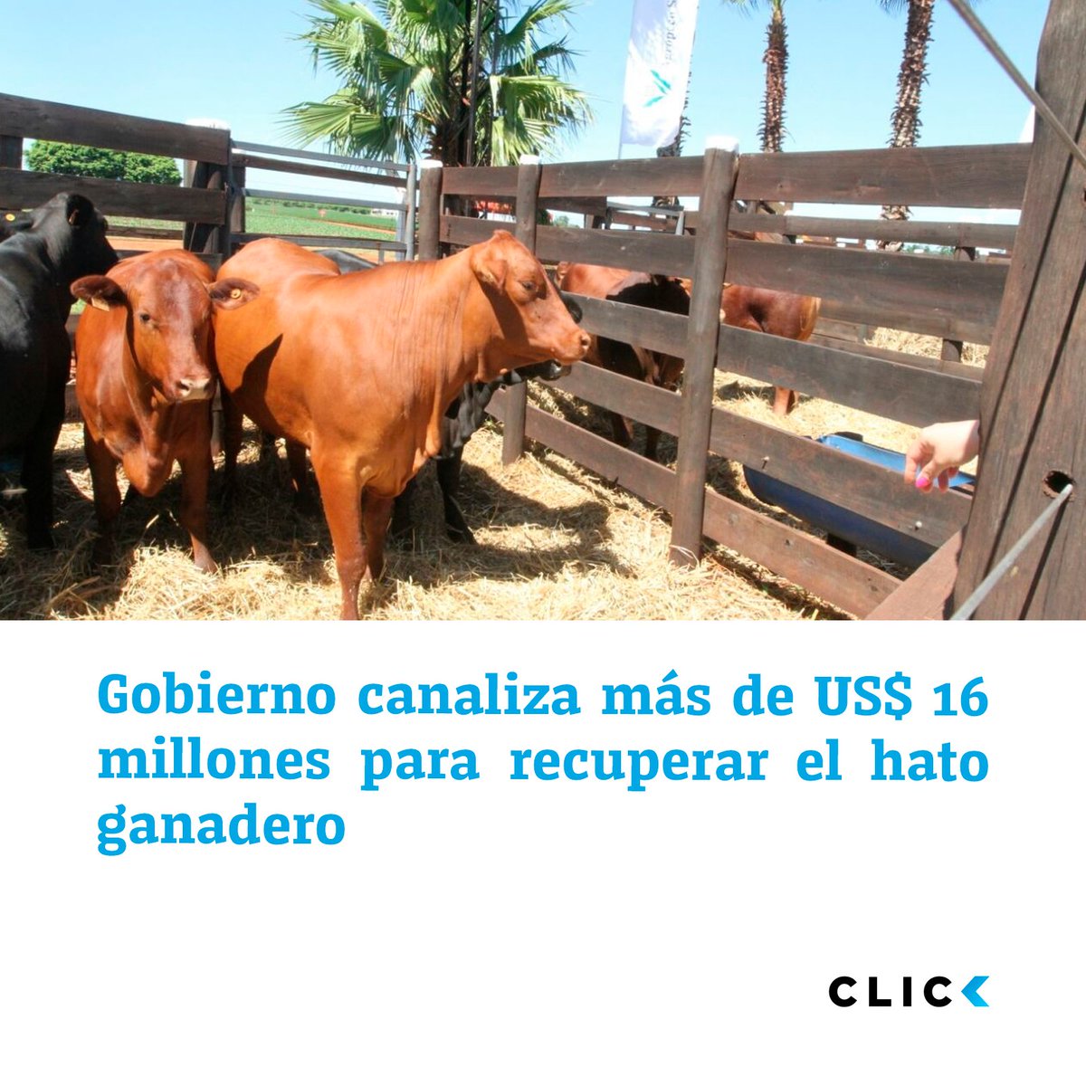 Click Digital tweet media