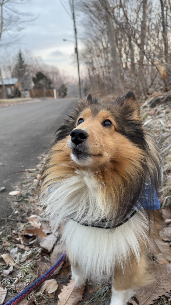 🚃🦊番頭✈️⛩ tweet media