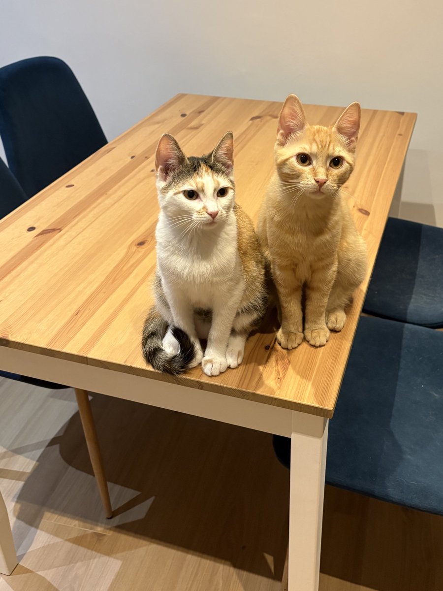 ryn (& apple) ‧₊ 🍒 ᵎᵎ tweet media